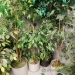Silk Plants, Various Styles and Pots